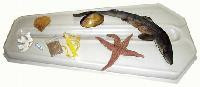 Apologia Marine Biology Dissecting Items & Miscellaneous Materials Set