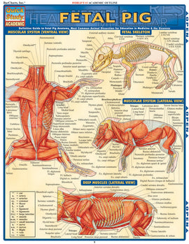 Quick Study Fetal Pig