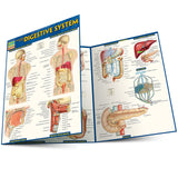 Quick Study Anatomy of the Digestive System
