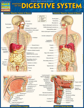 Quick Study Anatomy of the Digestive System