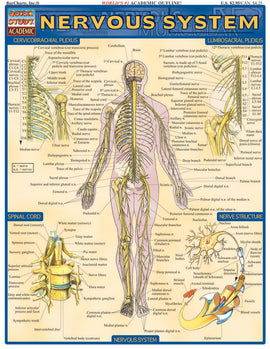 Quick Study Nervous System