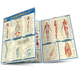 Quick Study Anatomy 2